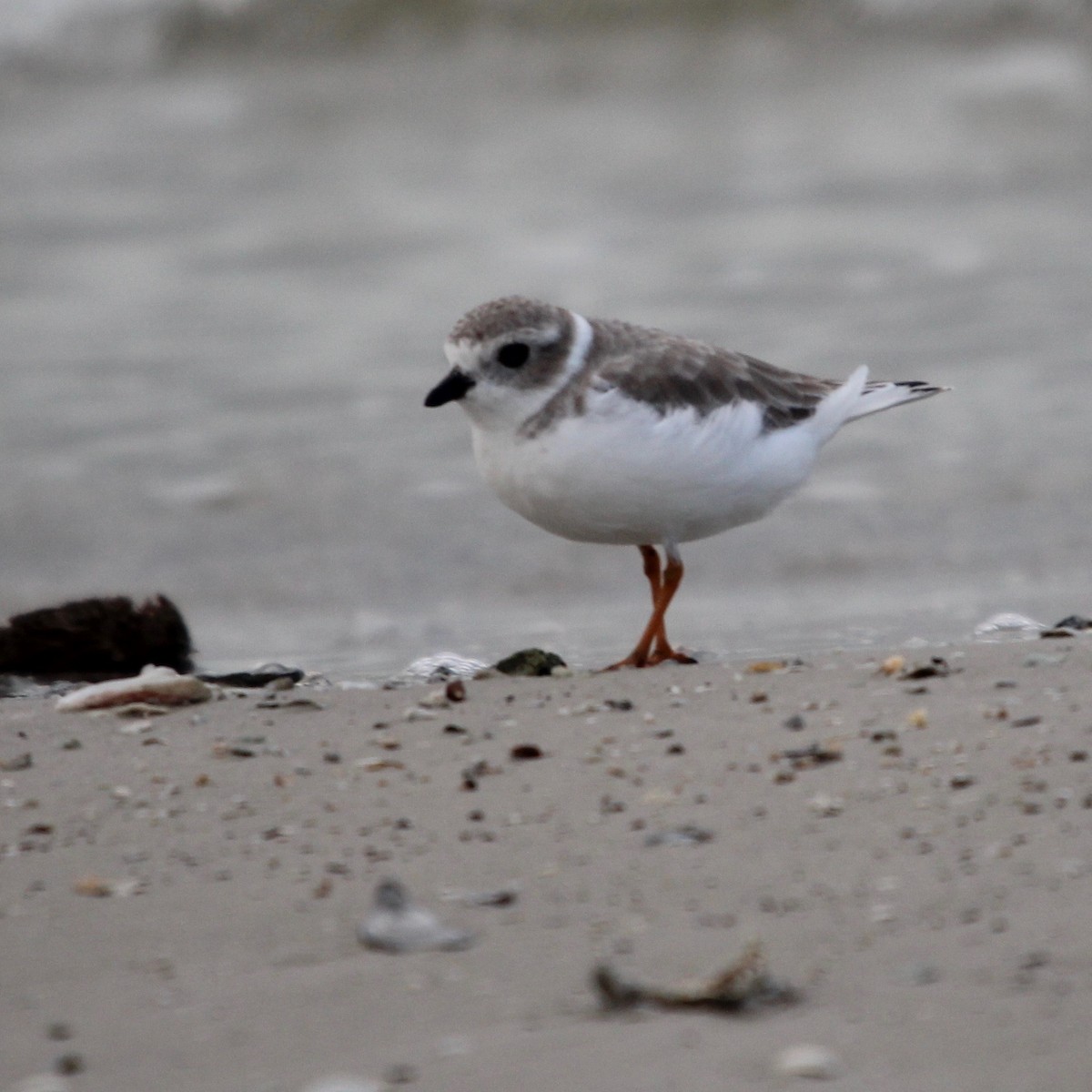 Piping Plover - Daniel S.