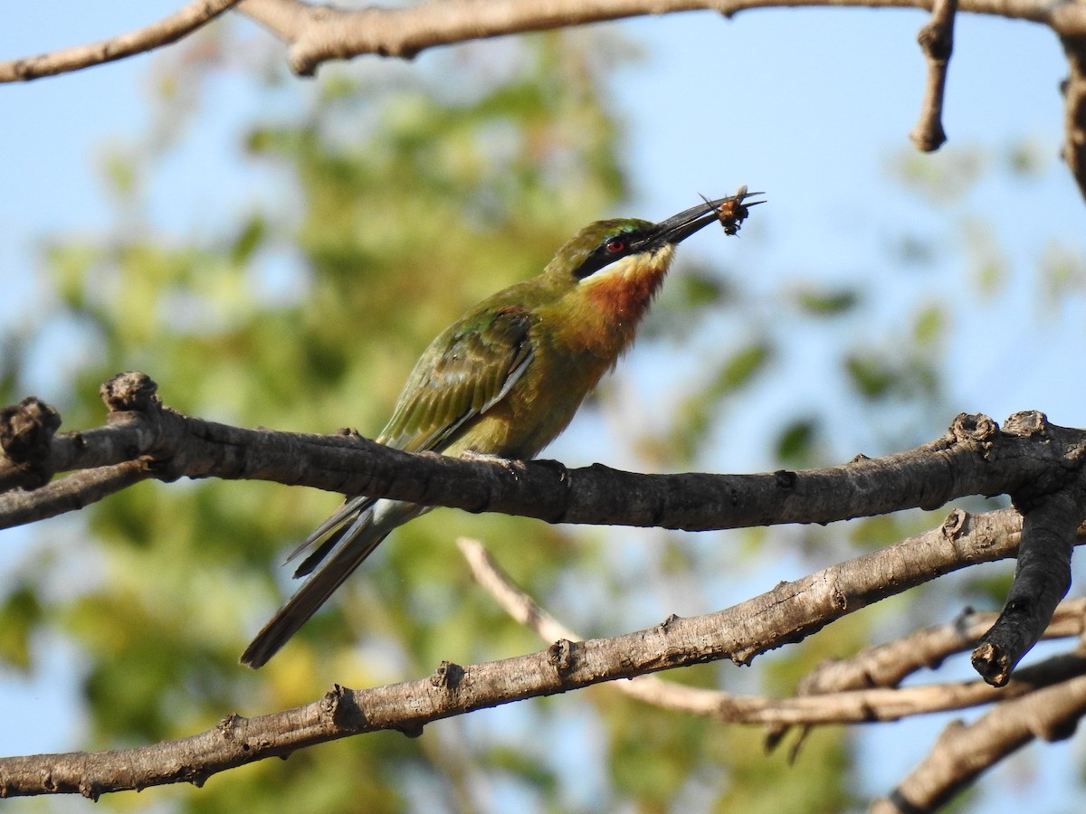 Blue-tailed Bee-eater - ML114559481