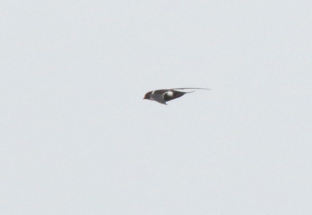 Lesser Swallow-tailed Swift - Roger Ahlman