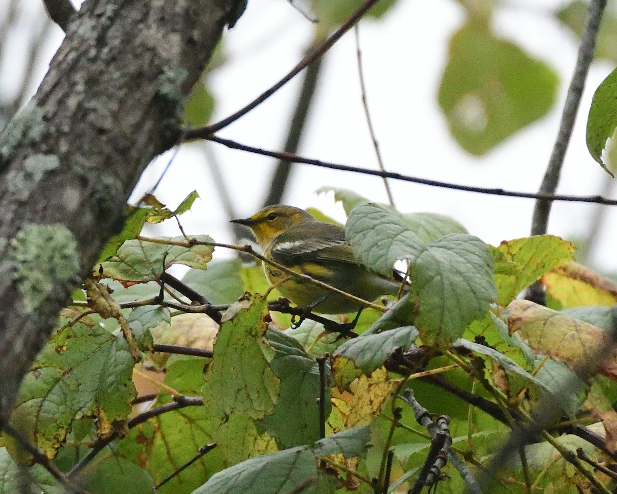 Cape May Warbler - ML114562421