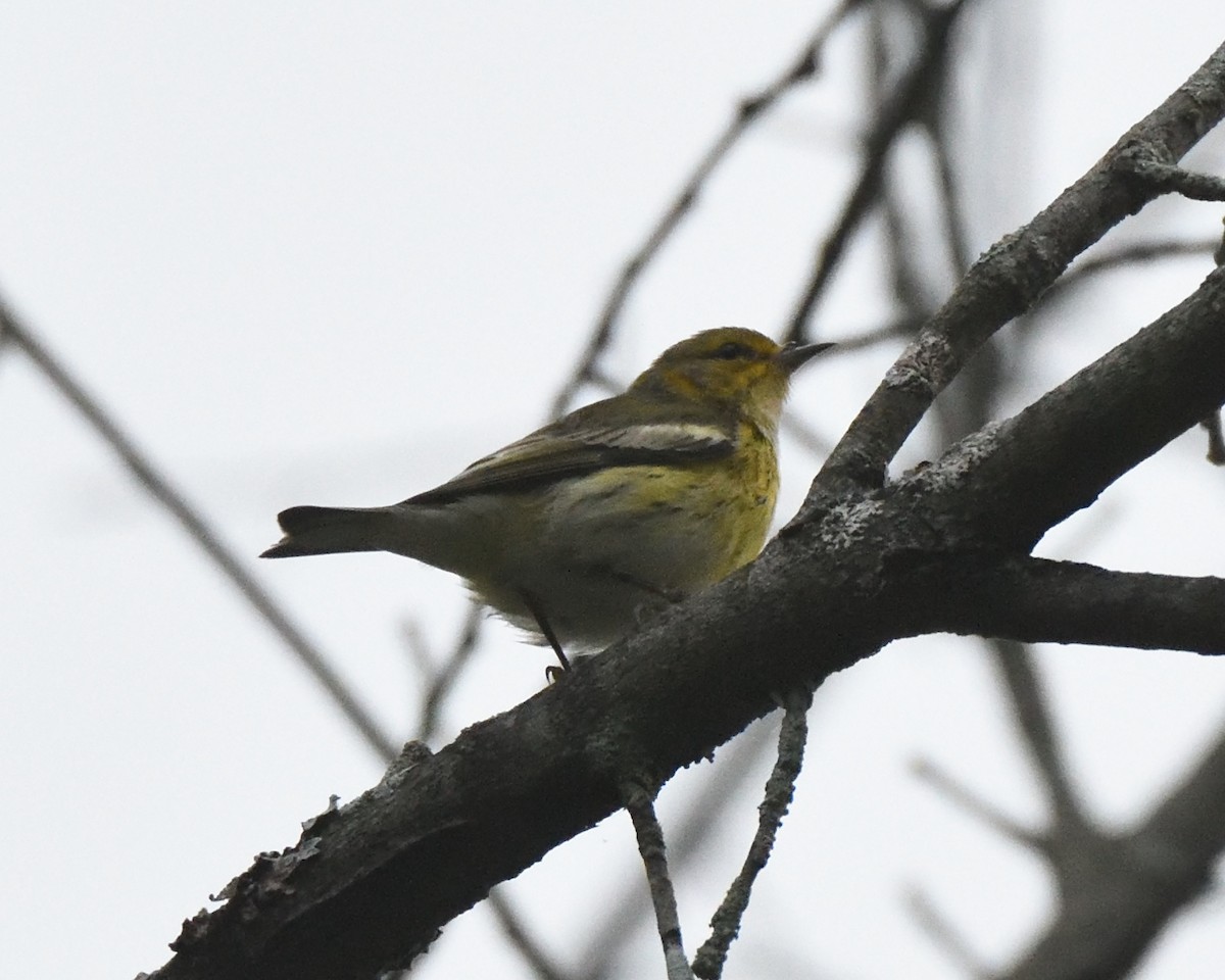 Cape May Warbler - ML114562491