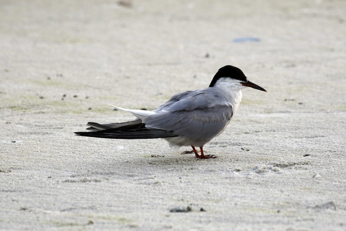 Common Tern - David McQuade