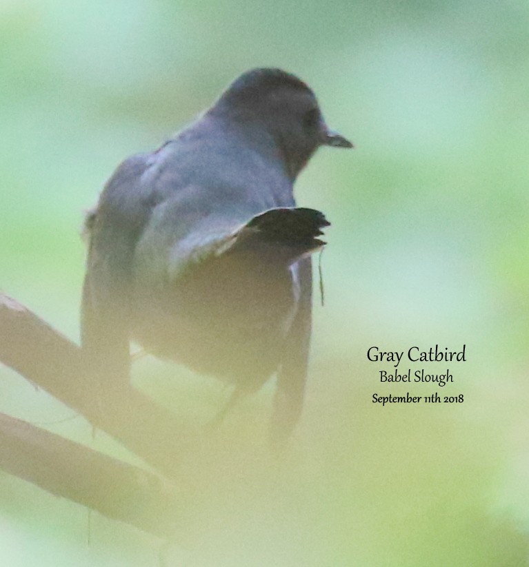 Gray Catbird - Richard Brown