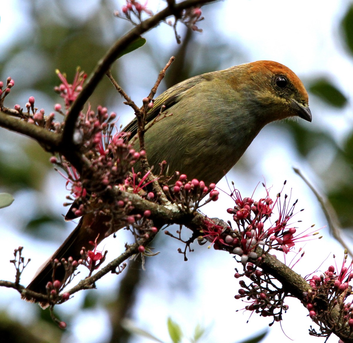 Chestnut-backed Tanager - Pedro Ayres