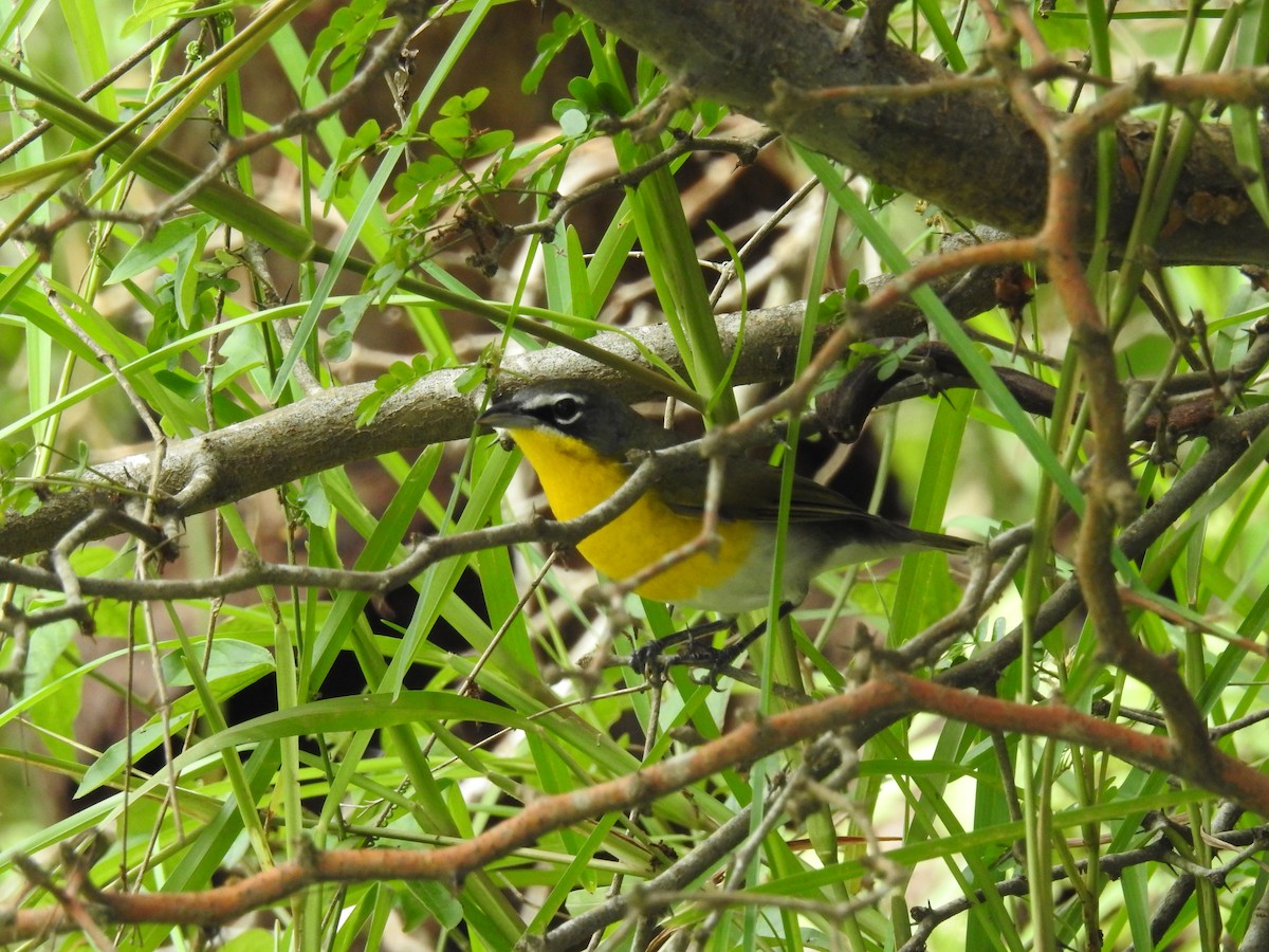 Yellow-breasted Chat - Daniel Horton