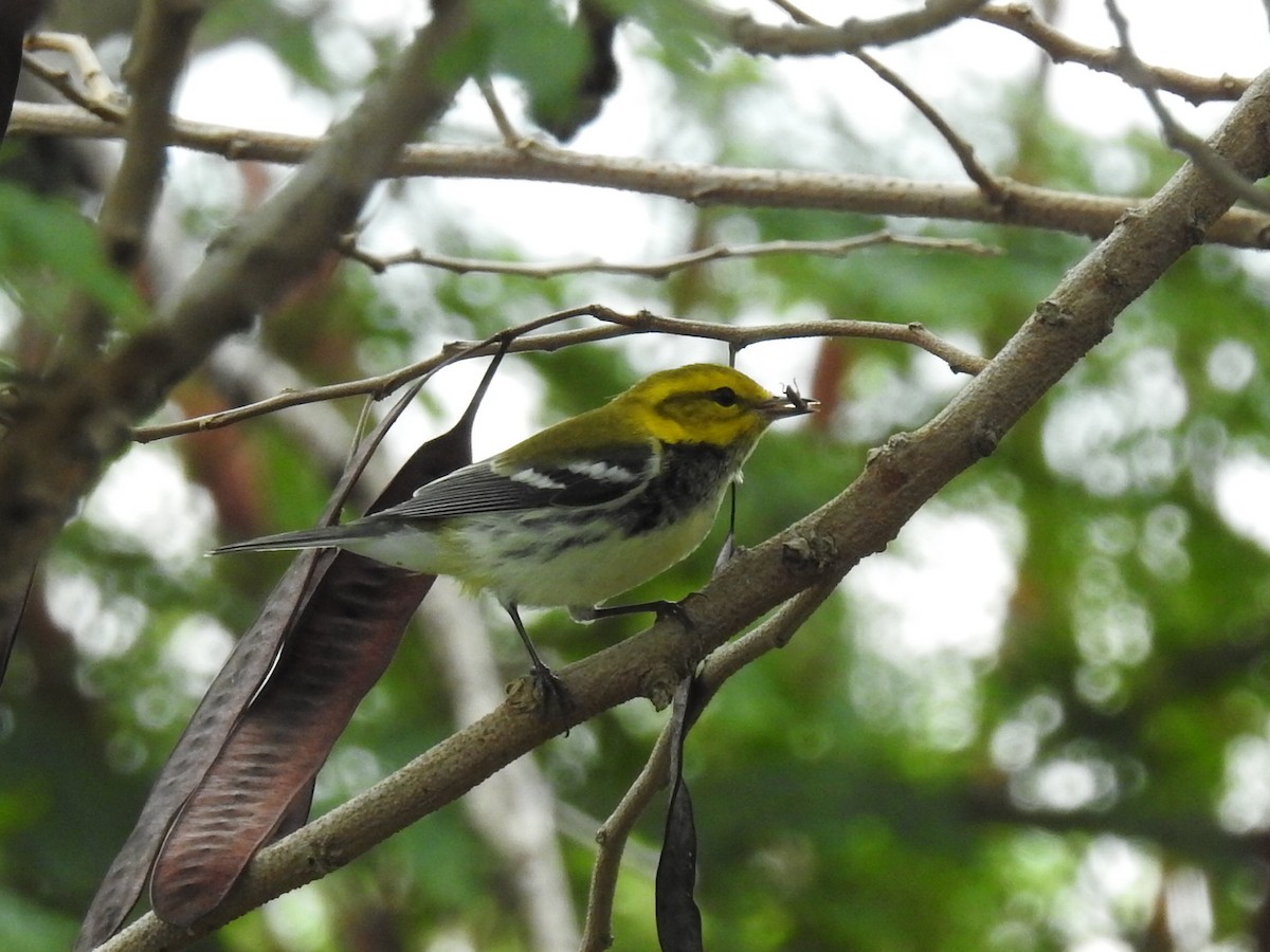 Black-throated Green Warbler - Daniel Horton