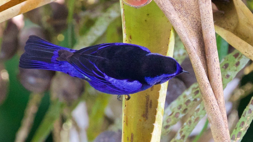 Opal-rumped Tanager - Ed Harper