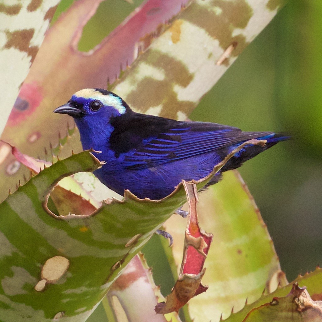 Opal-crowned Tanager - ML114569581