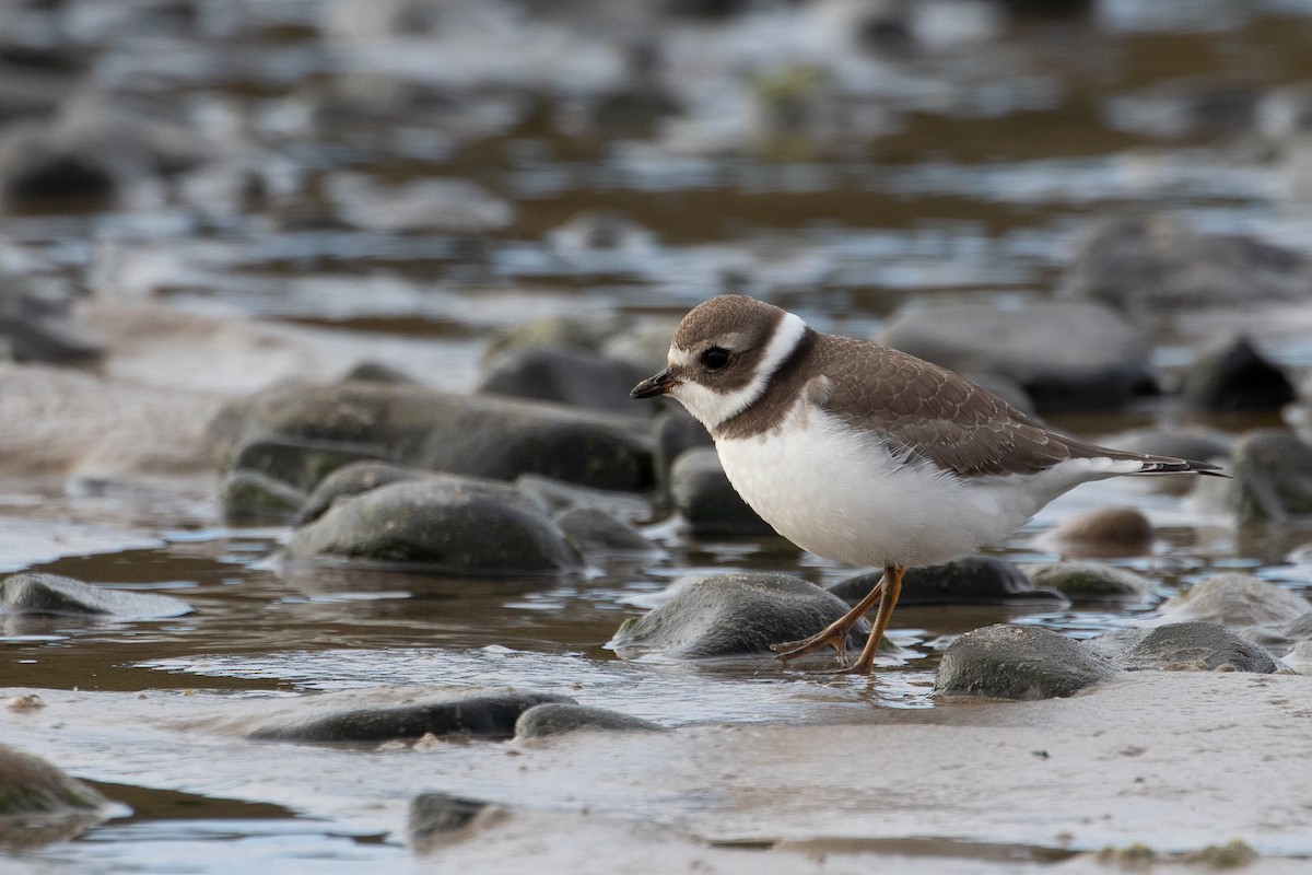 Semipalmated Plover - ML114569961