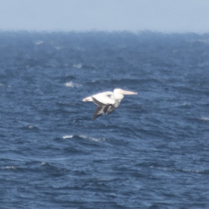 American White Pelican - Chris Neri