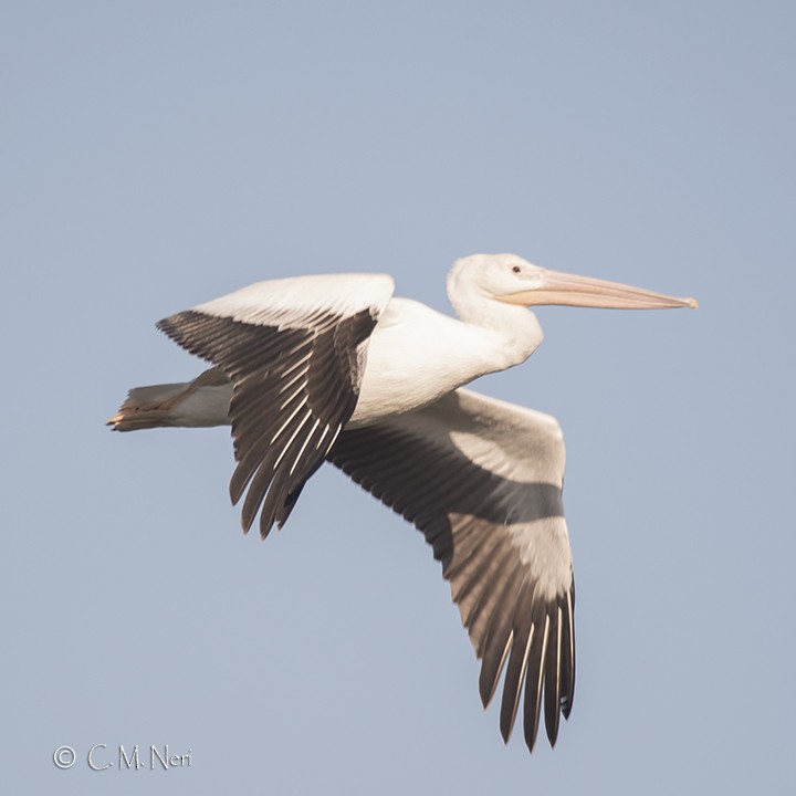 American White Pelican - Chris Neri