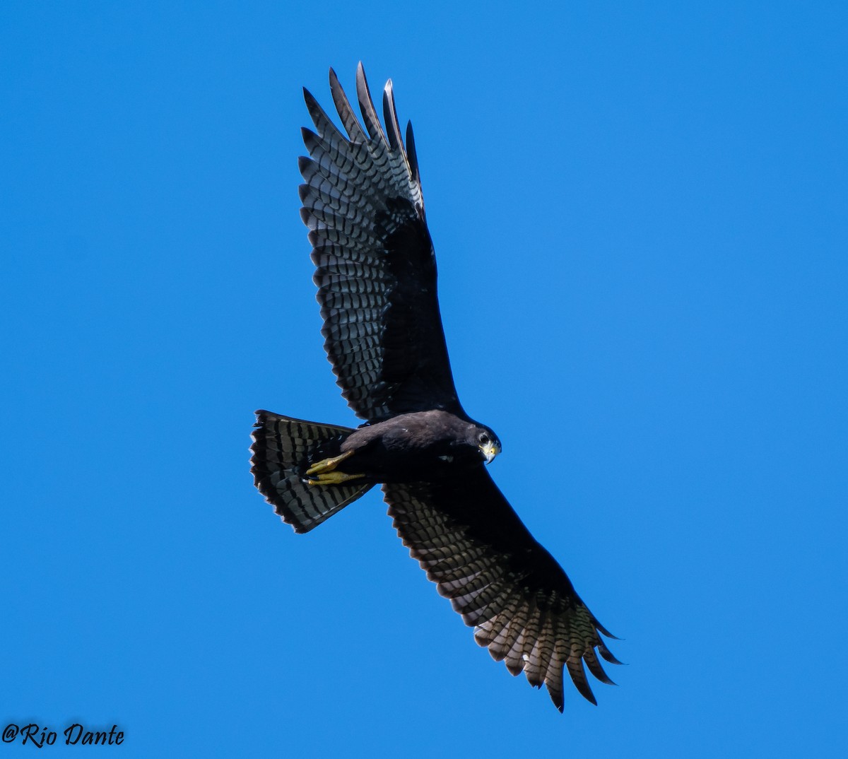 Zone-tailed Hawk - Rio Dante