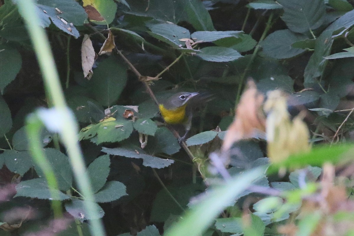 Yellow-breasted Chat - ML114578661