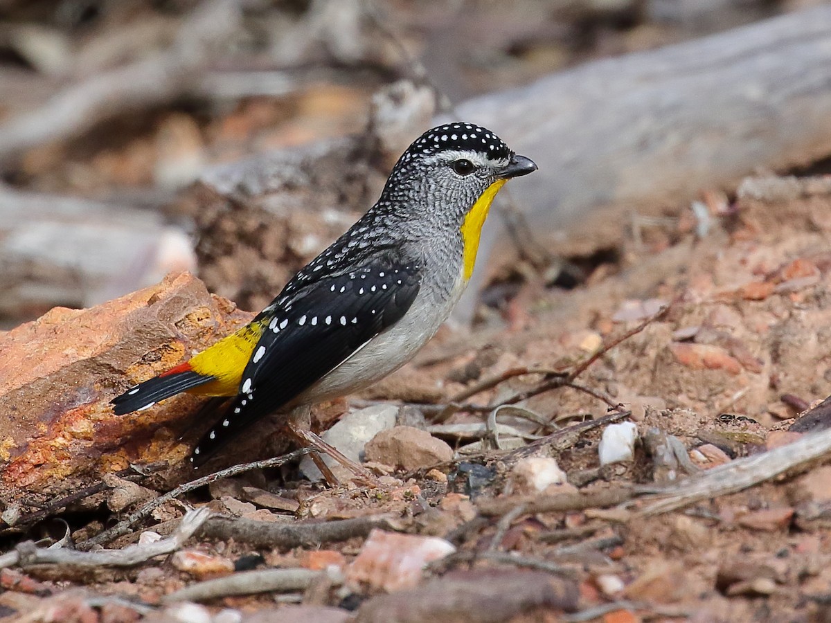 Spotted Pardalote - ML114583001