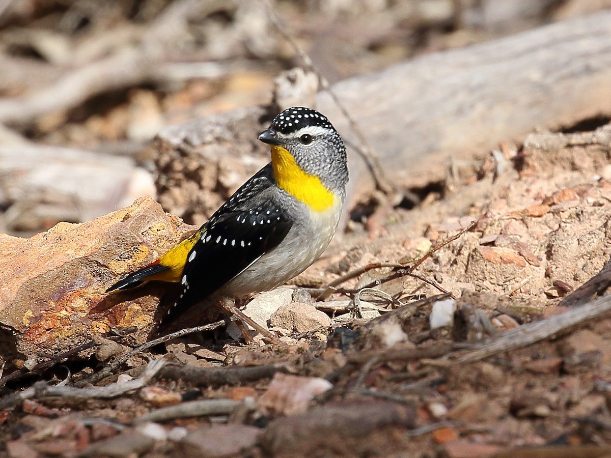 Spotted Pardalote - ML114583011