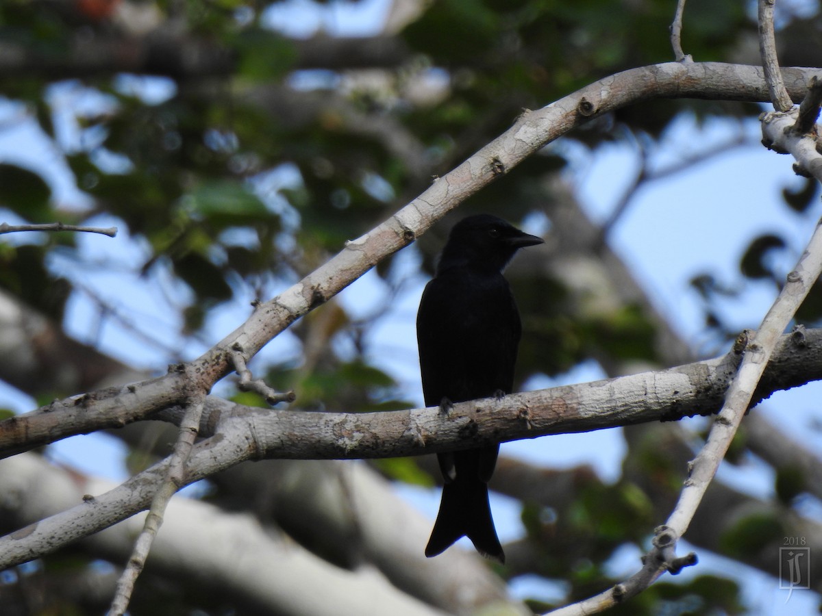 Fork-tailed Drongo - ML114585771
