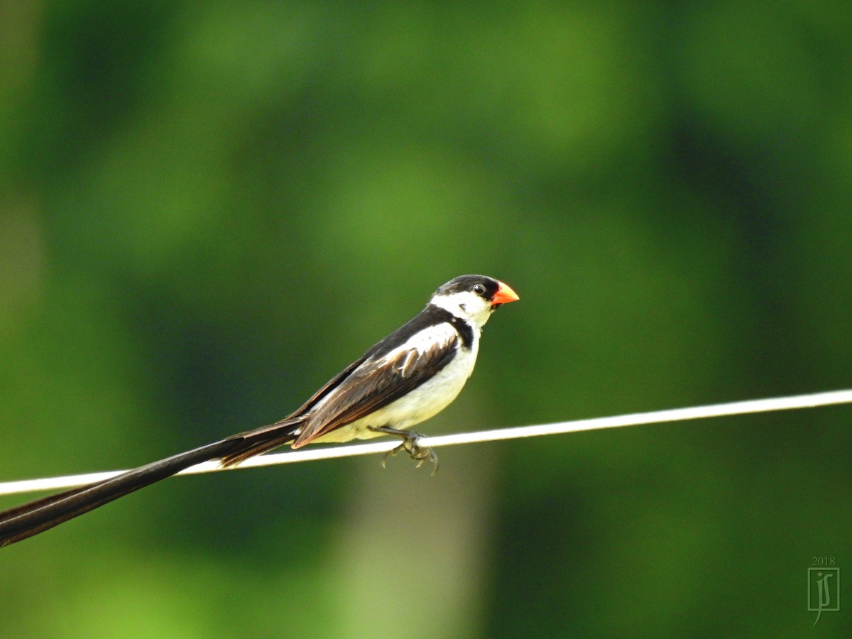 Pin-tailed Whydah - ML114585911