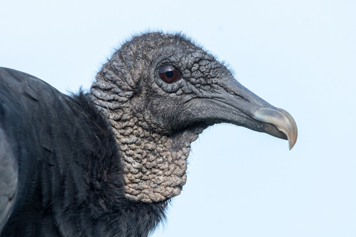 Black Vulture - ML114591991