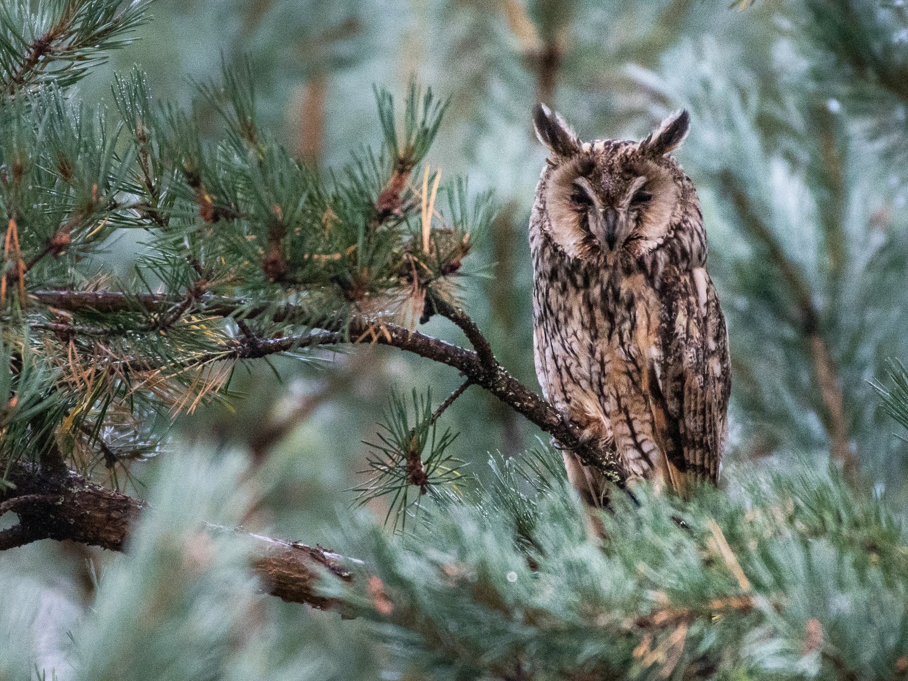 Long-eared Owl - eBird