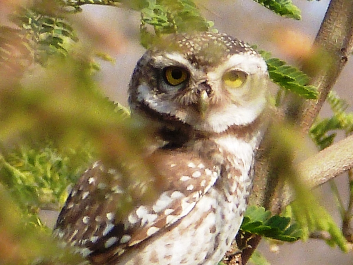 Spotted Owlet - Arend van Riessen