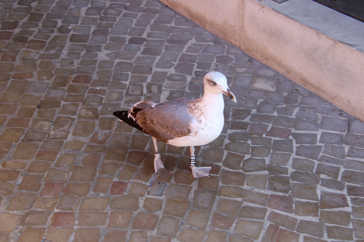Yellow-legged Gull - ML114596111