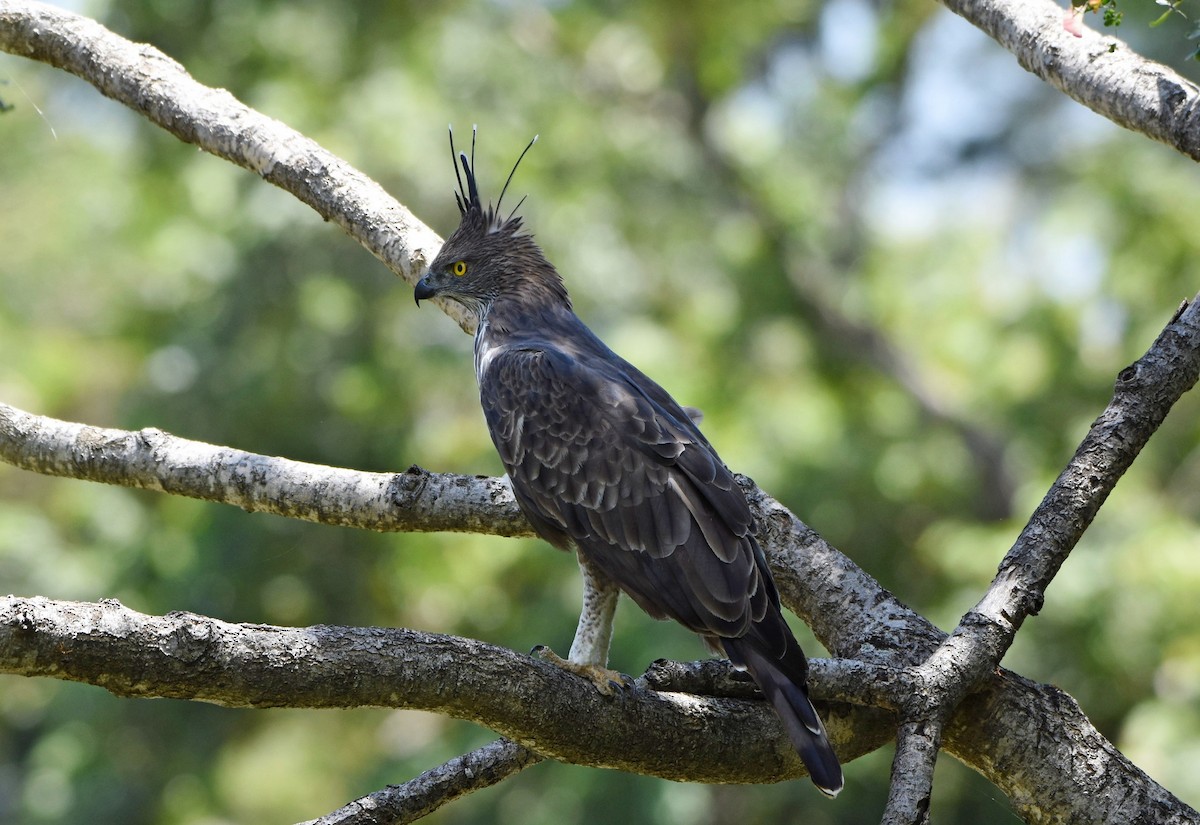 Changeable Hawk-Eagle (Crested) - Rajesh Radhakrishnan