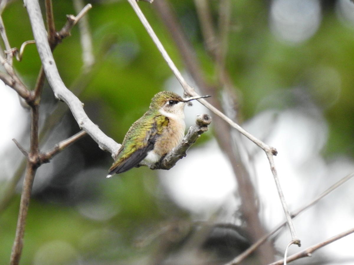 Ruby-throated Hummingbird - Mike Cowlard