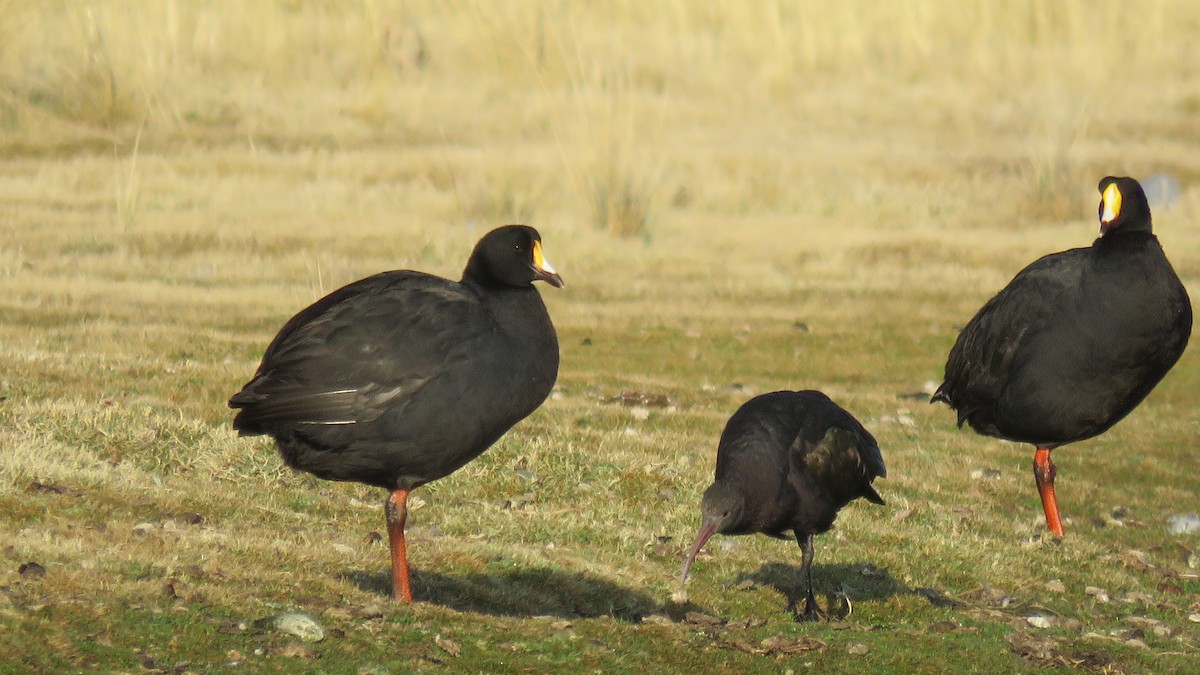 Giant Coot - ML114598311