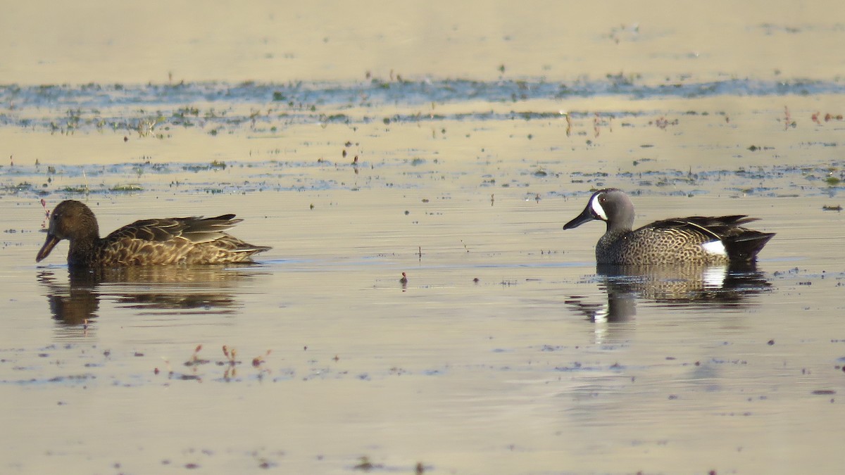 Blue-winged Teal - ML114598351
