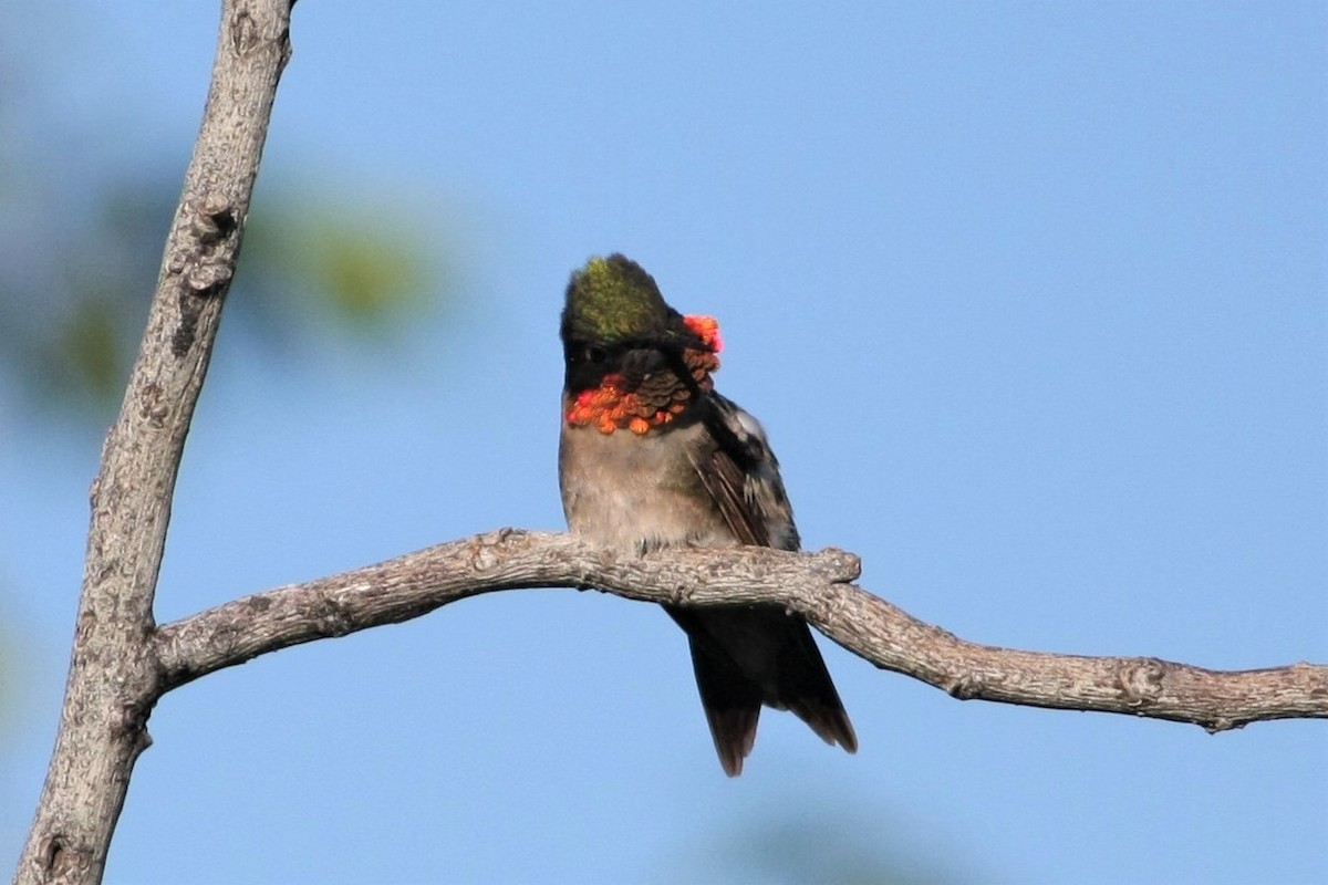 Ruby-throated Hummingbird - Wyatt Egelhoff