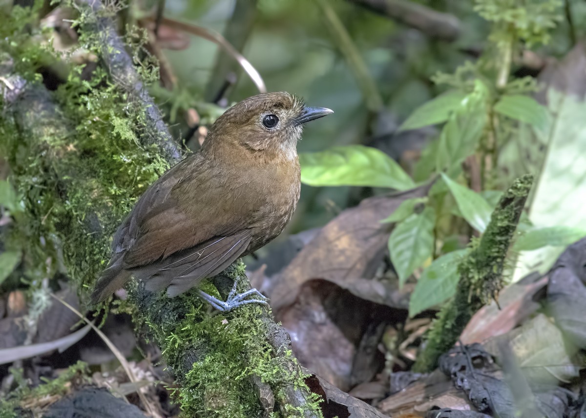 Brown-banded Antpitta - ML114602421