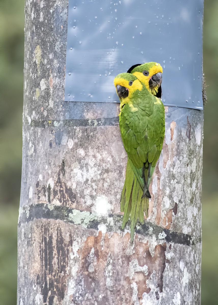 Yellow-eared Parrot - ML114602891