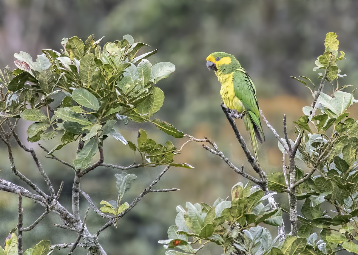 Yellow-eared Parrot - Carl Giometti 🍹