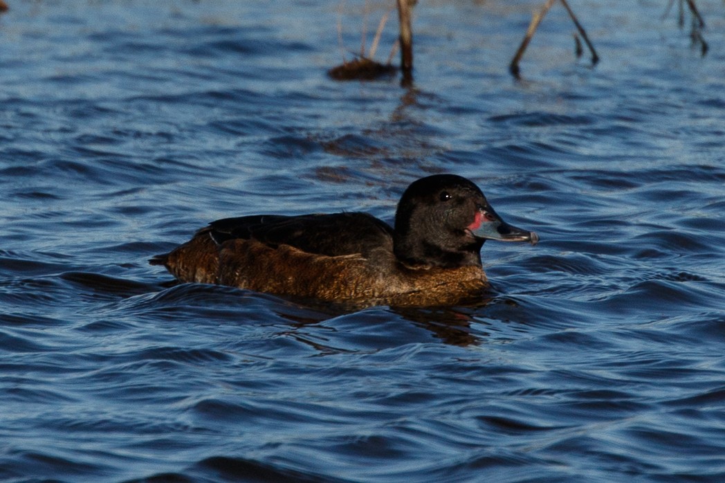 Black-headed Duck - ML114603971