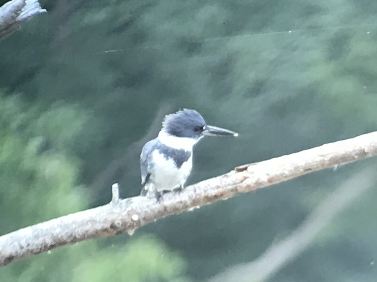 Belted Kingfisher - ML114604521