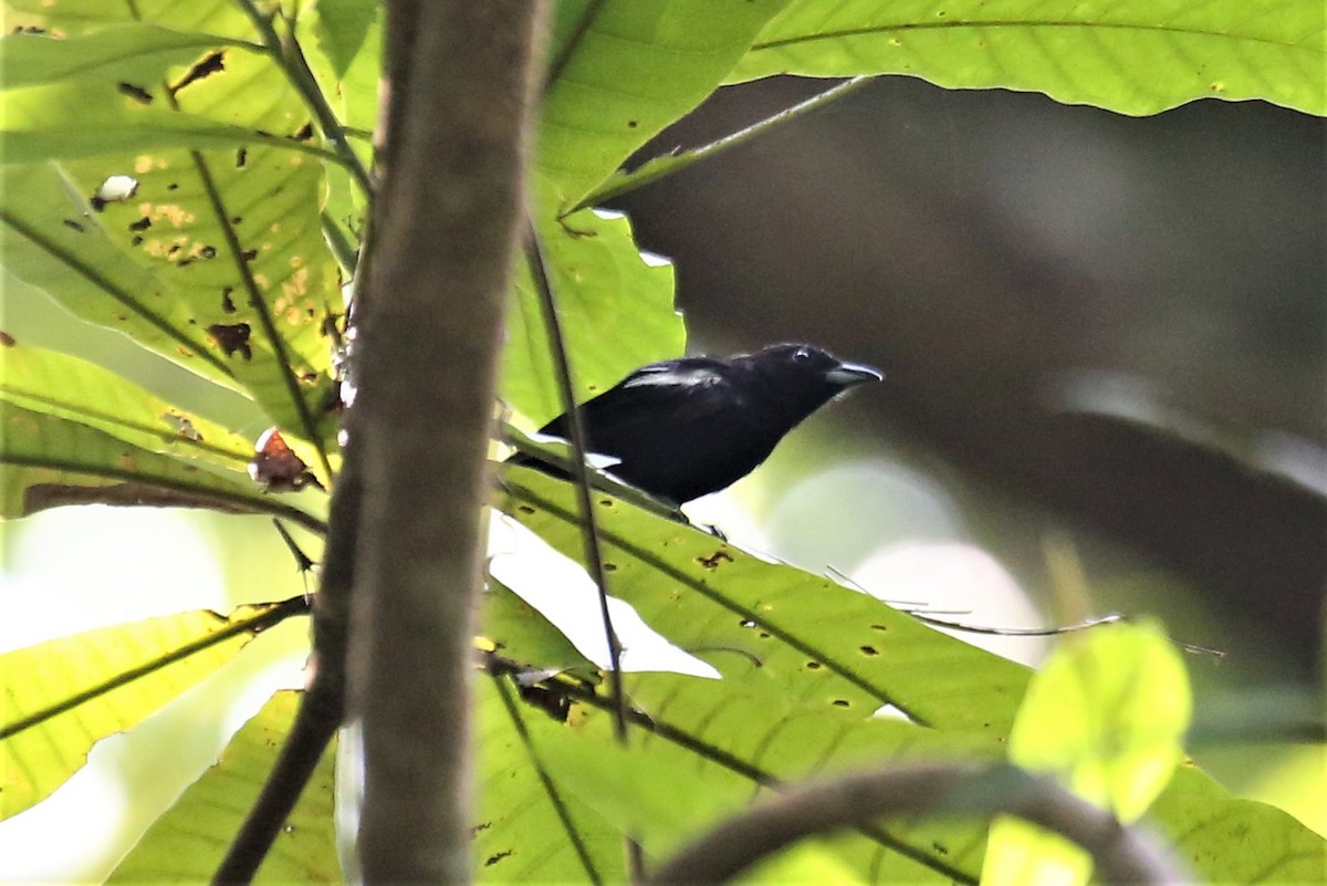White-shouldered Tanager - ML114606781