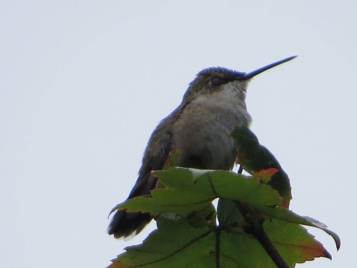 Ruby-throated Hummingbird - ML114608491