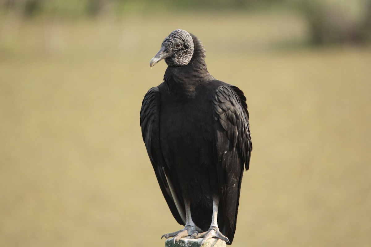 Black Vulture - JESSICA ARRIGORRIA