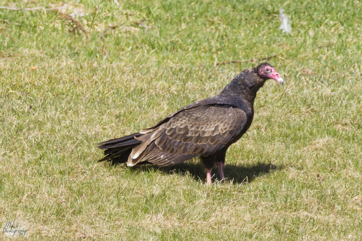 Turkey Vulture - Mitch (Michel) Doucet