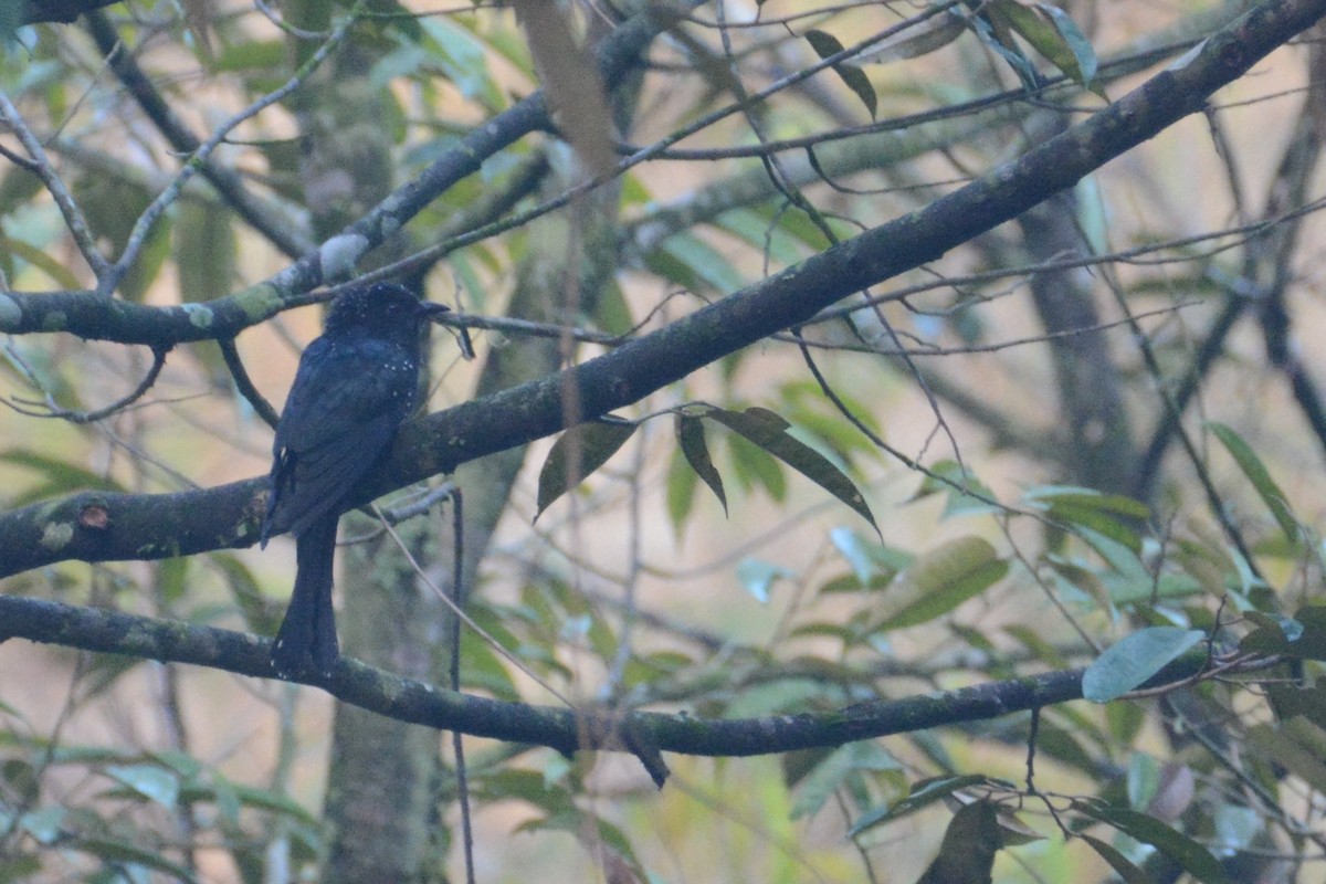 Square-tailed Drongo-Cuckoo - ML114612011
