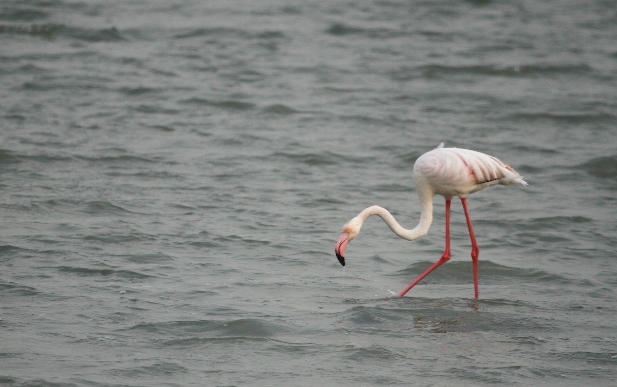 Greater Flamingo - ML114617281