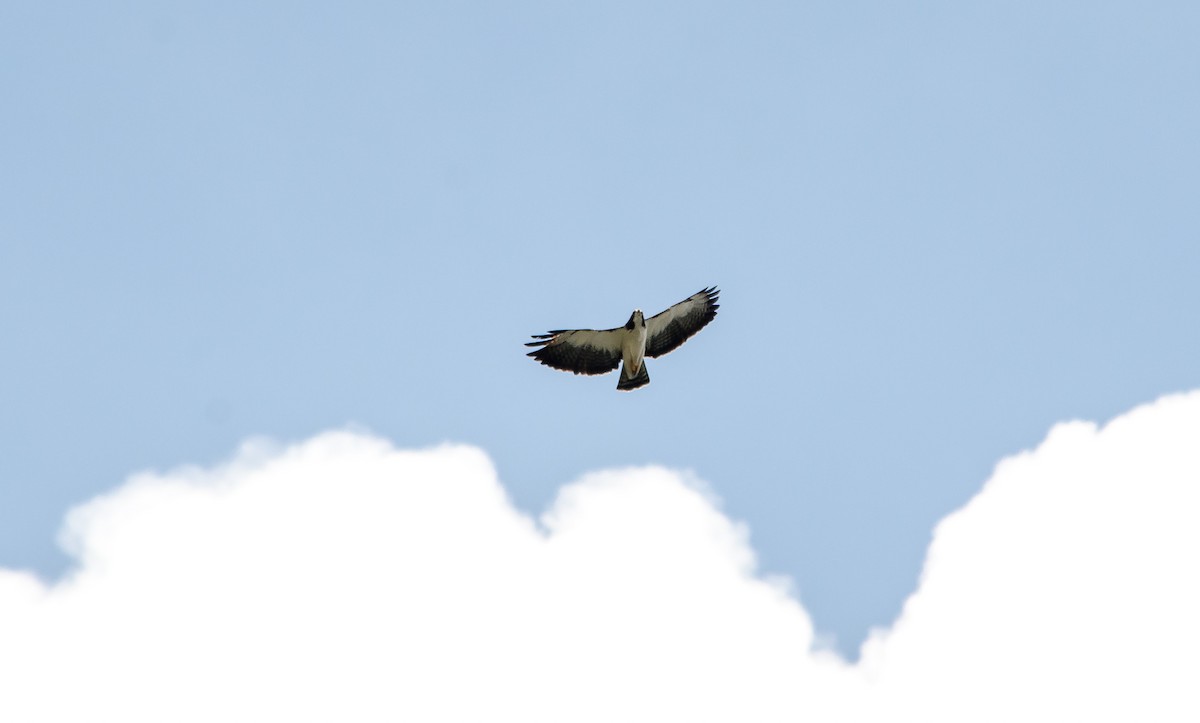 Short-tailed Hawk - David Monroy Rengifo