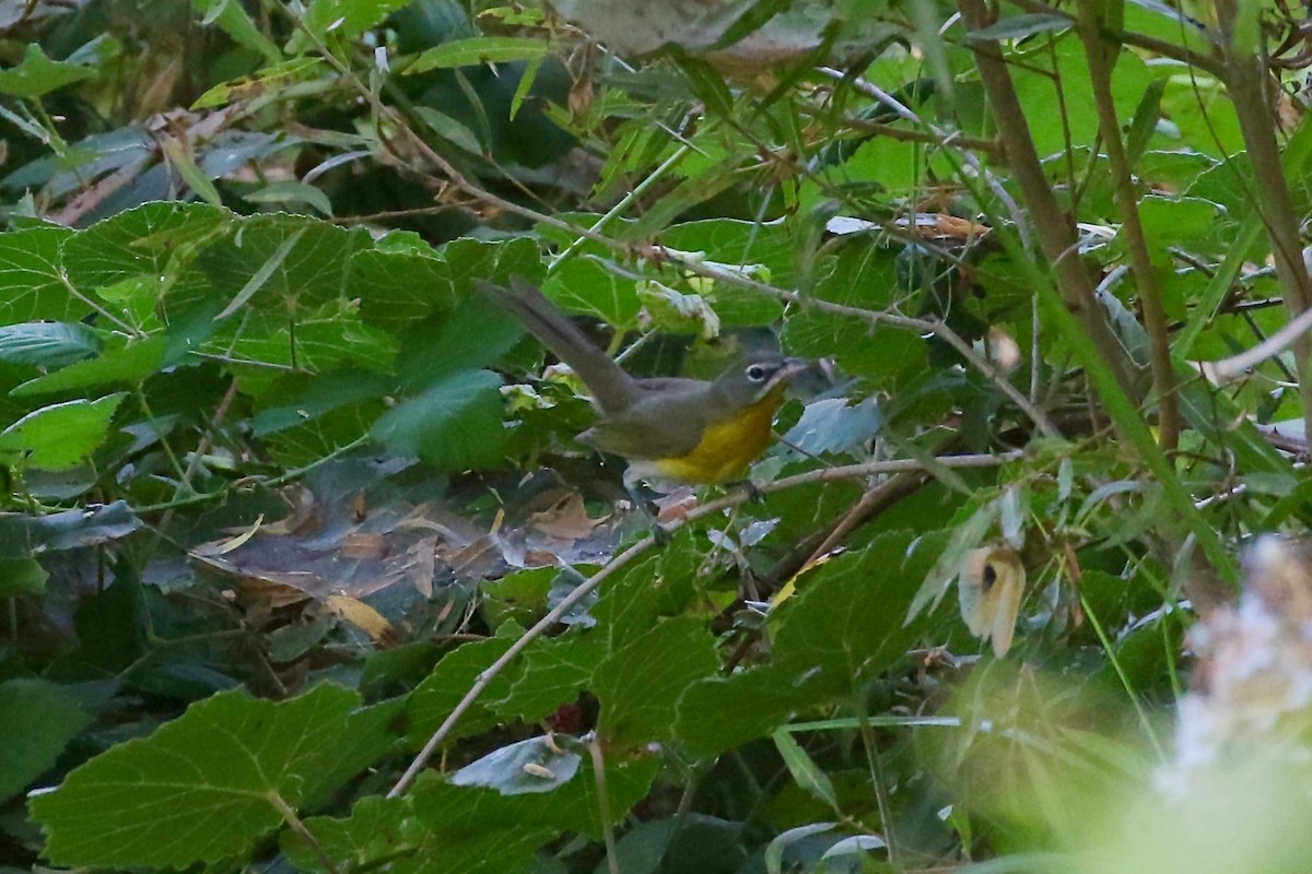 Yellow-breasted Chat - ML114625431