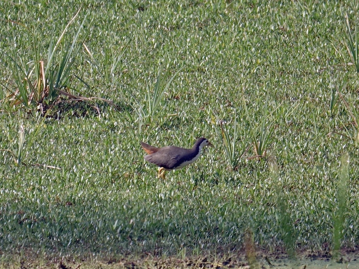 White-breasted Waterhen - Stéphane  Thomin