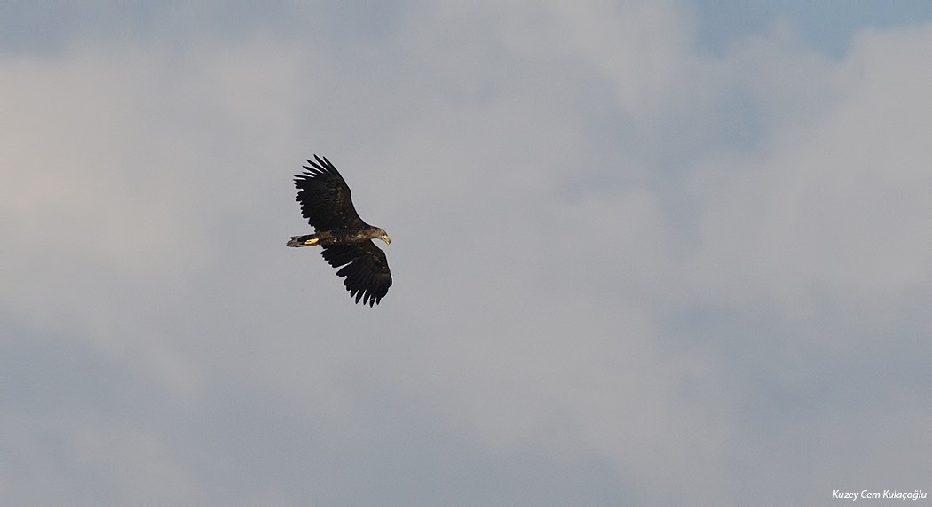 White-tailed Eagle - Kuzey Cem Kulaçoğlu