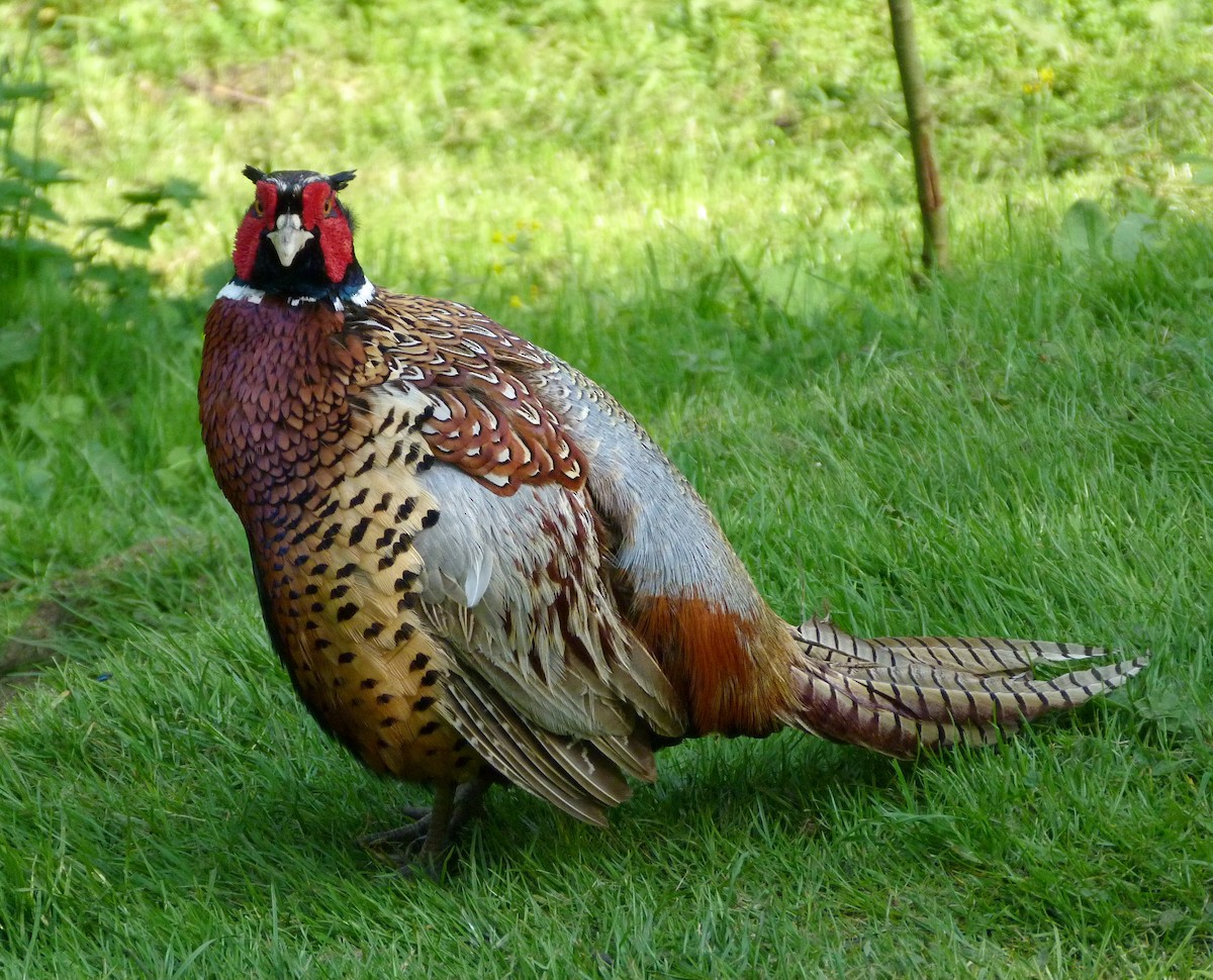 Ring-necked Pheasant - Mike Wheeler