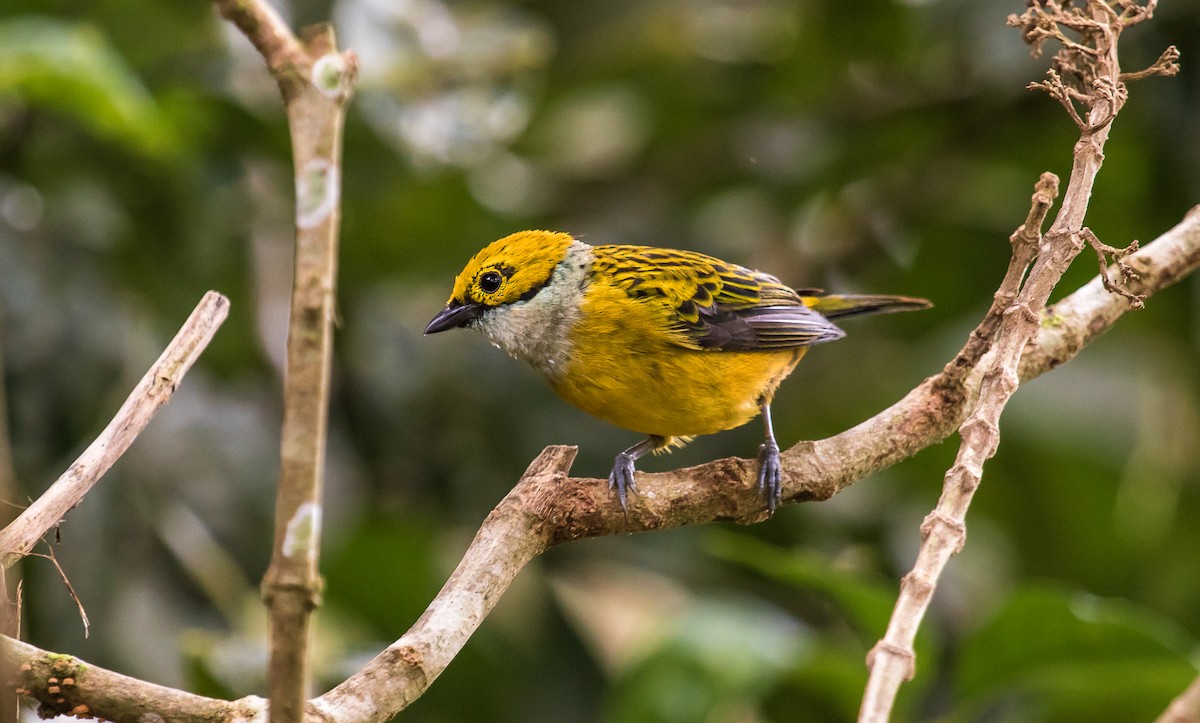 Silver-throated Tanager - ML114638851