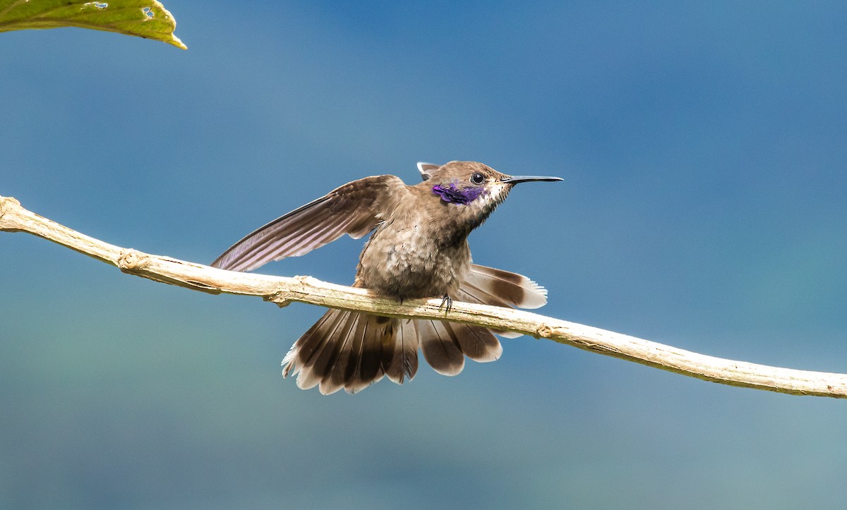 kolibřík fialovouchý - ML114638971