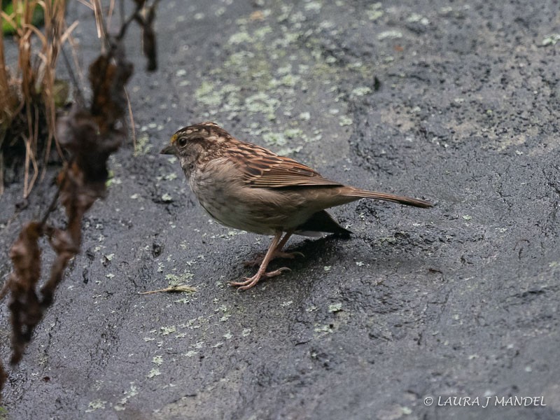 White-throated Sparrow - ML114639491