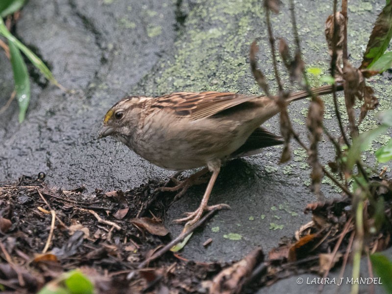 White-throated Sparrow - ML114639501